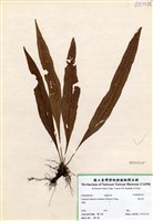 藏品(奧瓦葦)的圖片